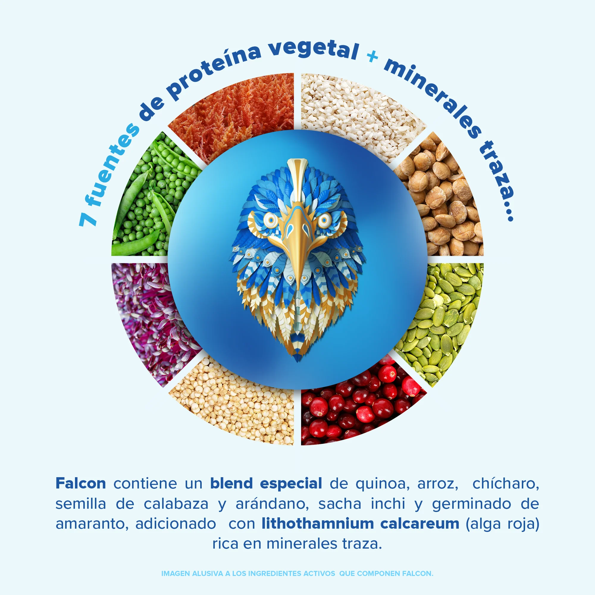 Falcon Protein: Proteína Vegana Orgánica en Polvo - Chocolate 1.17 kg - Image 4